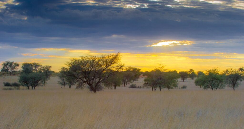 Sonnenuntergang über der afrikanischen Savanne mit Akazienbäumen, perfekte Safari-Atmosphäre.