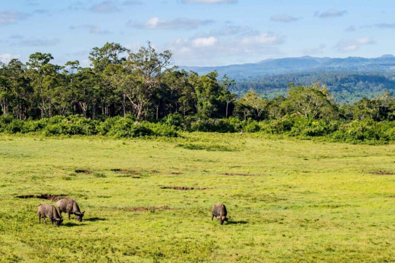 Aberdares Nationalpark in kenia - Büffel auf einer grünen Wiese
