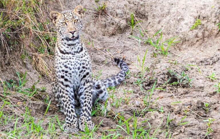 Leopard im Aberdares NP in Kenia