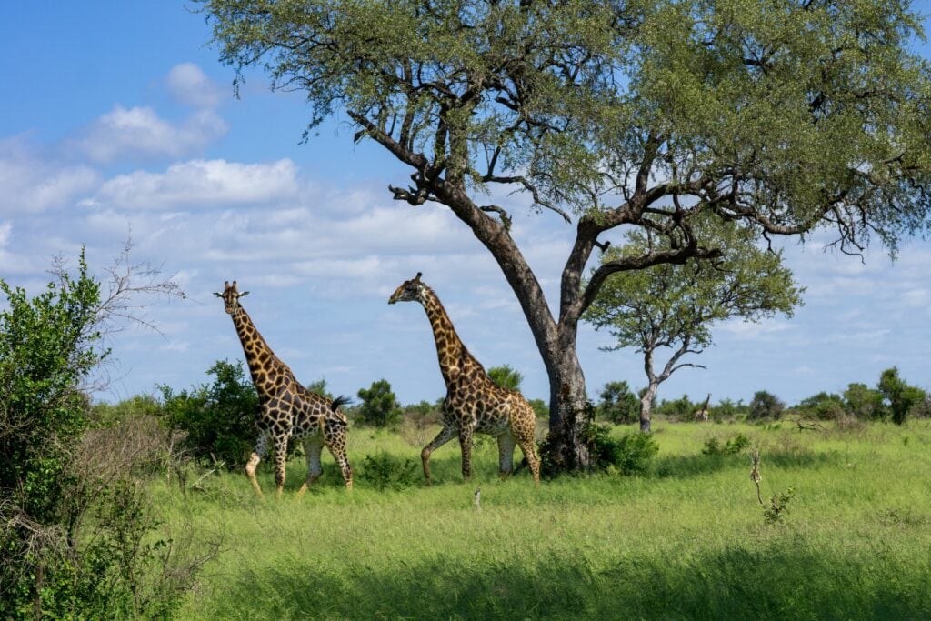 Safari, Giraffen, Akazien, afrikanische Tierwelt, Naturschutzgebiet, Afrika-Reisen.