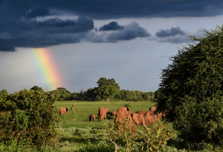 Safari in Afrika mit Elefanten und Regenbogen, Natur, Tierbeobachtung, afrikanische Landschaft.