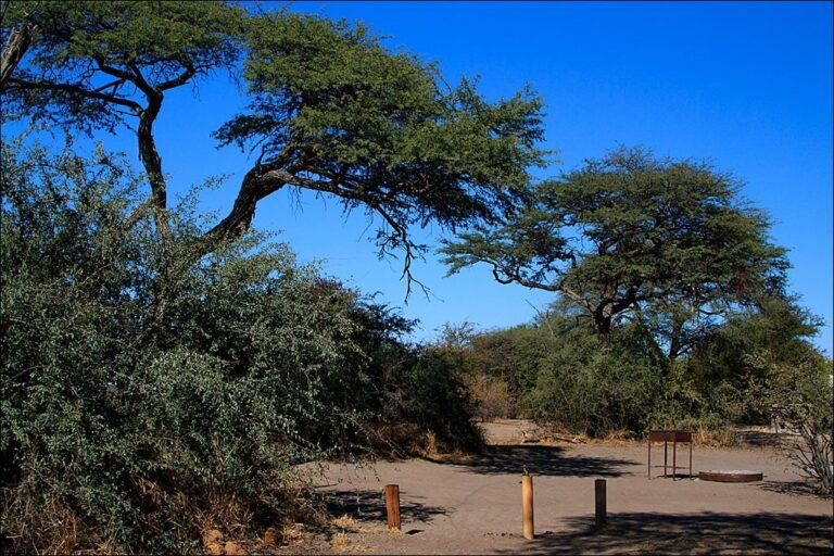 Hübscher Baum in afrikanischer Savanne, Tier- und Naturlandschaft.