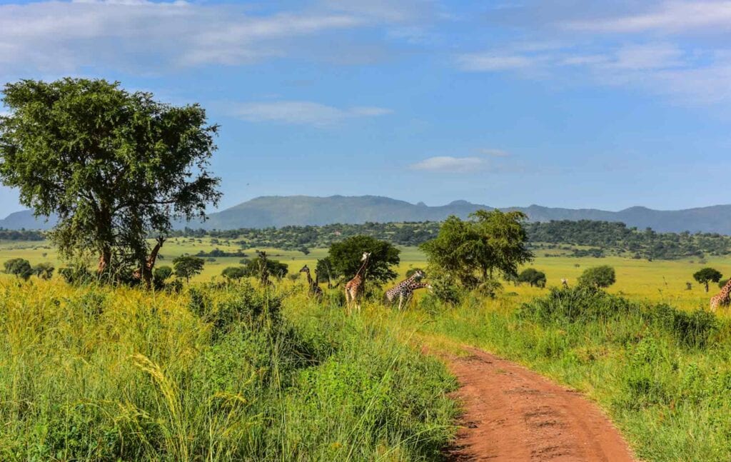 Voller Safari-Feeling: Giraffen und Zebras im savannenreichen Afrika mit Bergen im Hintergrund.