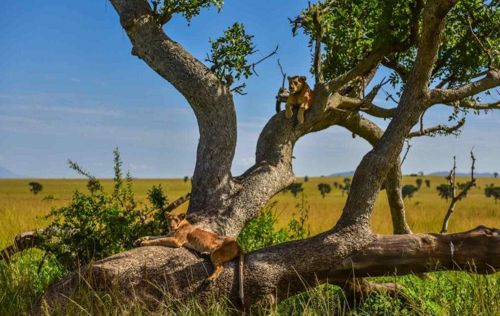 Löwen entspannen im Baum in der afrikanischen Savanne.
