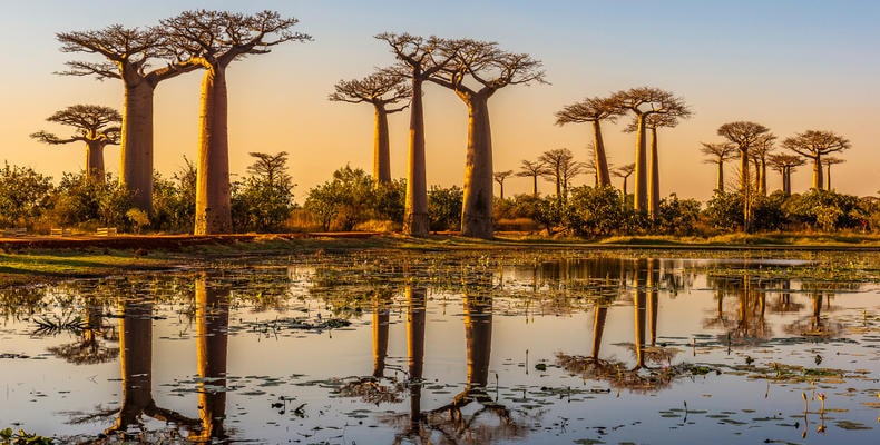 Baobab Bäume im Sonnenuntergang, afrikanische Natur, Safari, Tansania, Naturwunder.