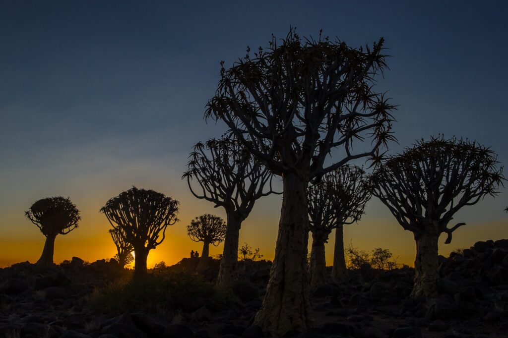 Beeindruckende Baobab-Bäume in der afrikanischen Wüste bei Sonnenuntergang.