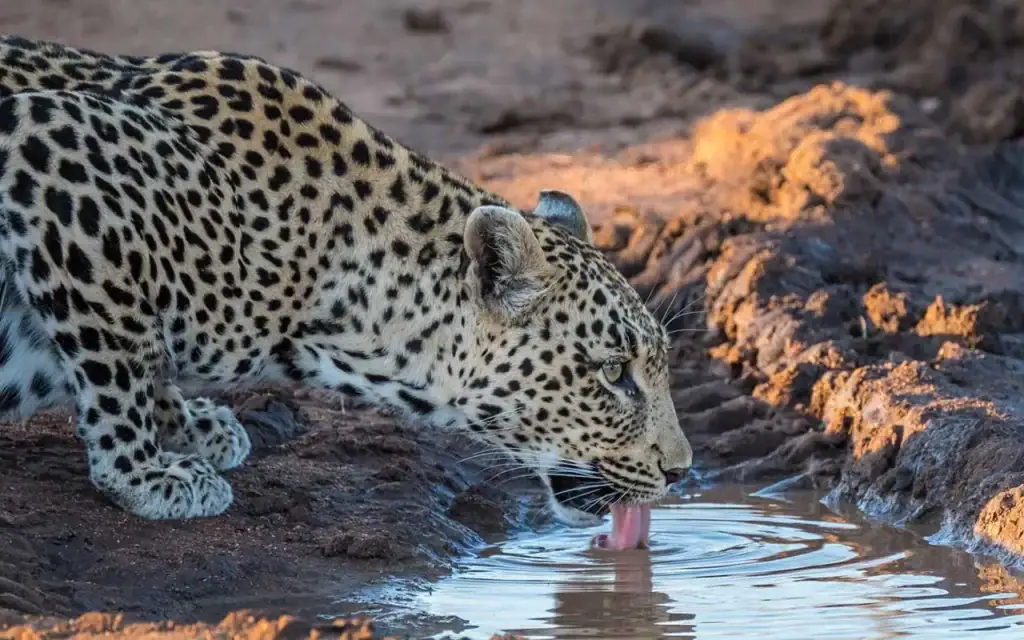 Alt-Text: Leopard trinkt Wasser aus einer Wasserstelle in der afrikanischen Wildnis mit Buschland im Hintergrund.
