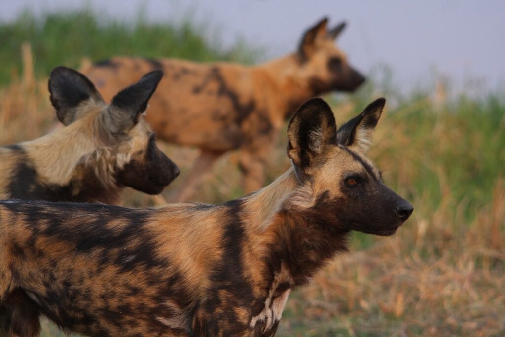 Drei afrikanische Wildhunde in natürlicher Wildnis, typisch für Safari- und Tierbeobachtungen in Afrika.