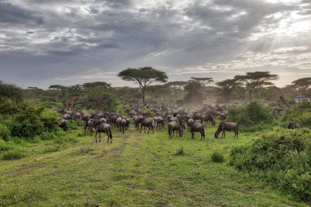 Reichhaltige Wildtiere im afrikanischen Busch, in der Savanne mit Elefanten und Zebras.
