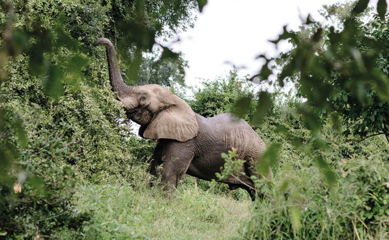 Elefanten im Dschungel.