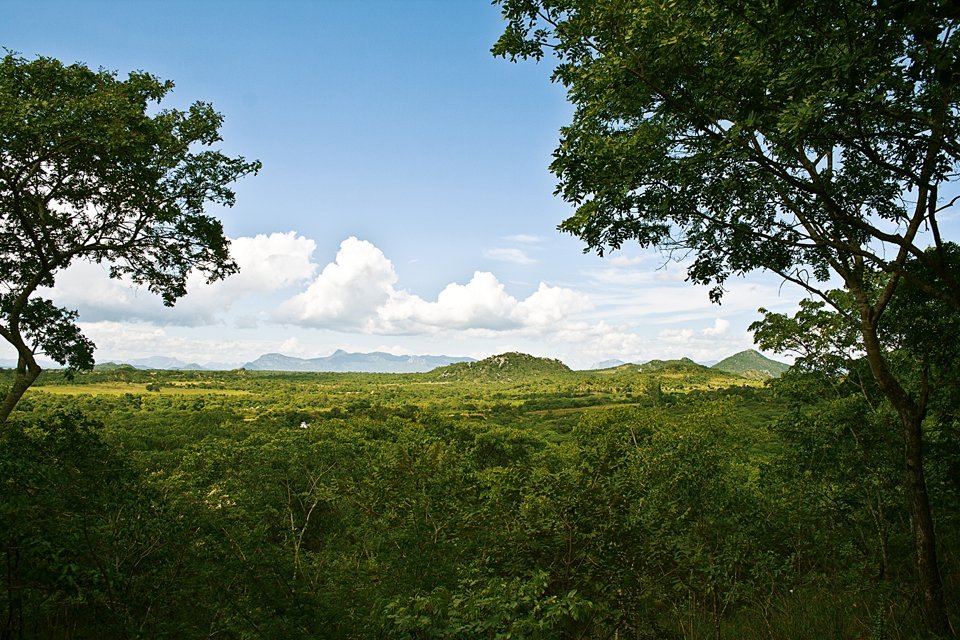 Natur- und Buschlandschaft in Afrika, grüner Dschungel mit Bergen im Hintergrund.