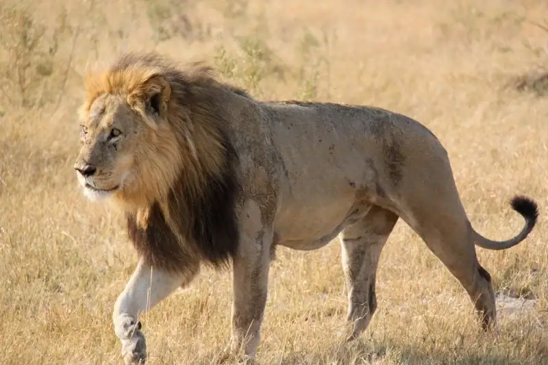 Afrikanischer Löwe in der Wildnis, Safari in Afrika, Tierwelt, Wildreservat.
