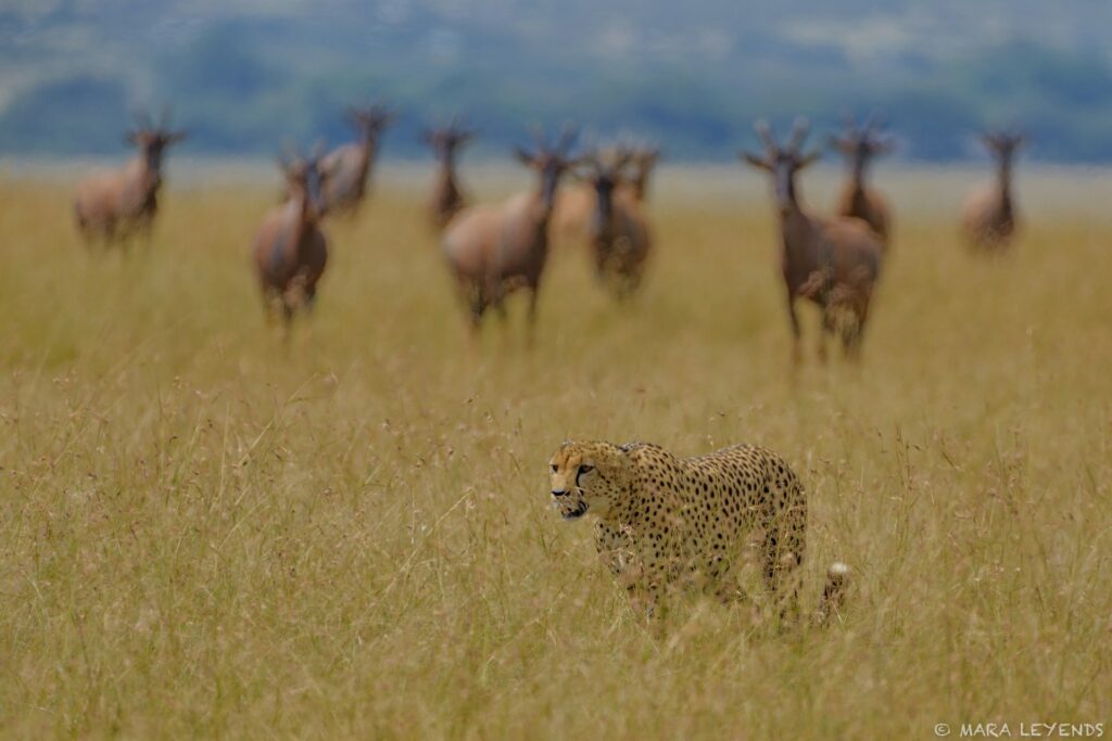 Afrika Tierwelt, Wildtiere, Safari-Abenteuer, Natur, Tierbeobachtung.