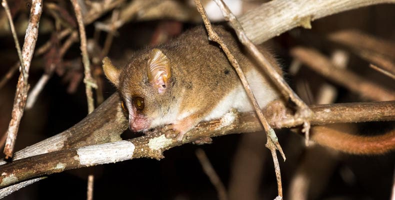 Nahaufnahme eines nachtaktiven Tieres in der afrikanischen Wildnis, Tier im Dschungel, Safari Afrika.