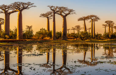 Maleri of Baobab-Bäume im Sonnenuntergang in Afrika, ikonische Landschaft für Afrikareisen und Safariabenteuer.
