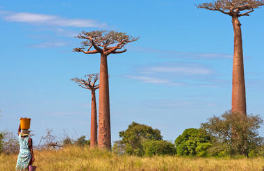 Beeindruckende Baobab-Bäume in Tansania, einzigartiges Afrika-Reiseerlebnis, Natur & Wildtiere.