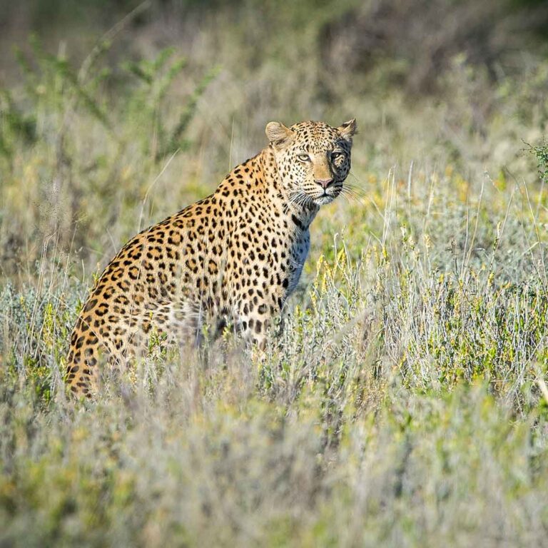 Mietwagenreise Namibia - Leopard im Etosha nationalpark