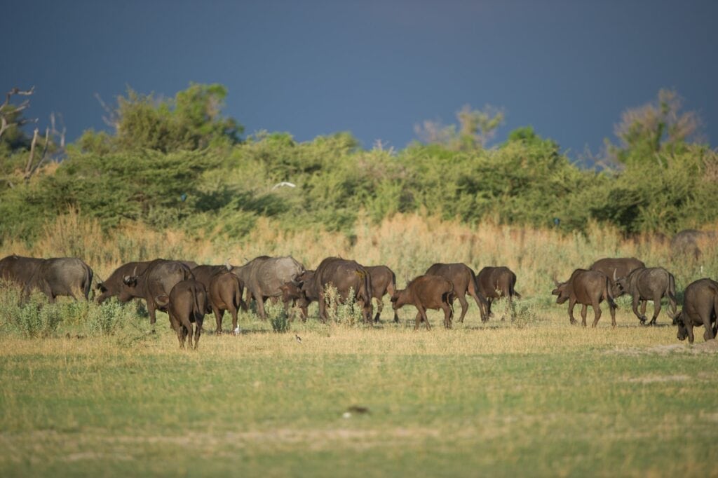 Säugetiere in der afrikanischen Savanne bei Sonnenuntergang, ideal für Safari-Reisen in Afrika.