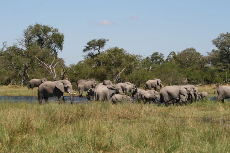 Elefantenfamilie bei Wasser in der afrikanischen Savanne, typische Safari-Landschaft, Wildreservat.