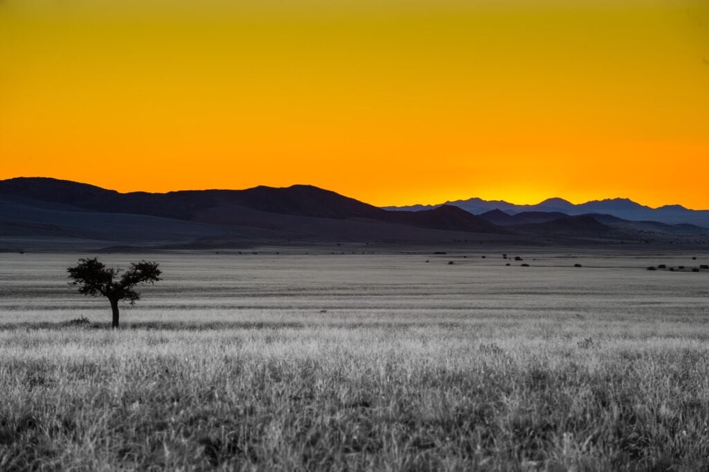 Alte einsame Akazie im weißen Gras der afrikanischen Savanne bei Sonnenuntergang.