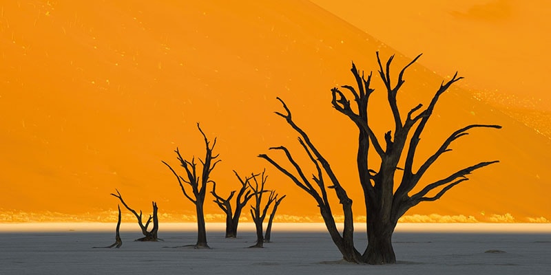 Alte, windswehte Bäume in einer afrikanischen Wüstenlandschaft, einzigartige Naturoase, Namibia Safari.