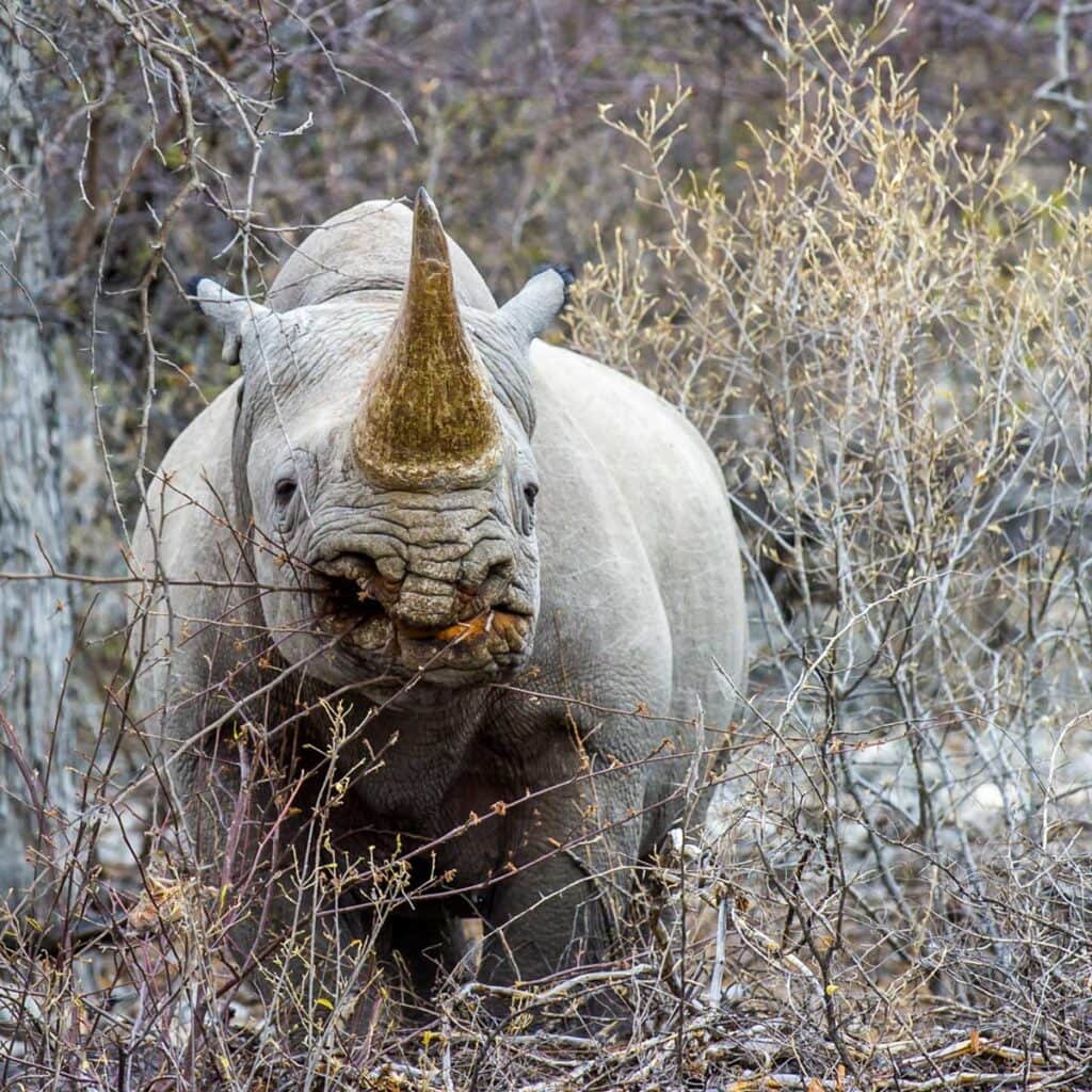 Nashorn in der Wildnis, südafrikanischer Nationalpark, Tierfotografie, exotische Tierwelt.