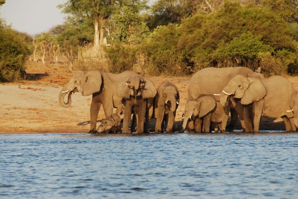 Elefanten beim Baden in Namibia, Afrika Safari, Big Five, Natur, Landschaft.