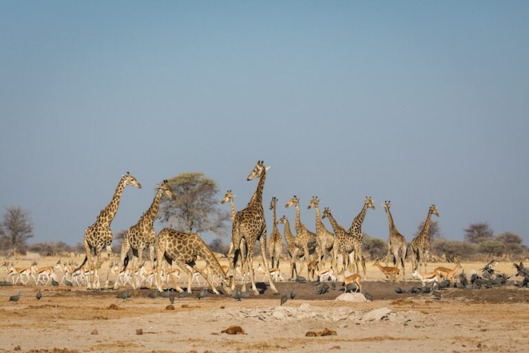 Hochwertige Safari Fotos mit Giraffen und afrikanischer Tierwelt.