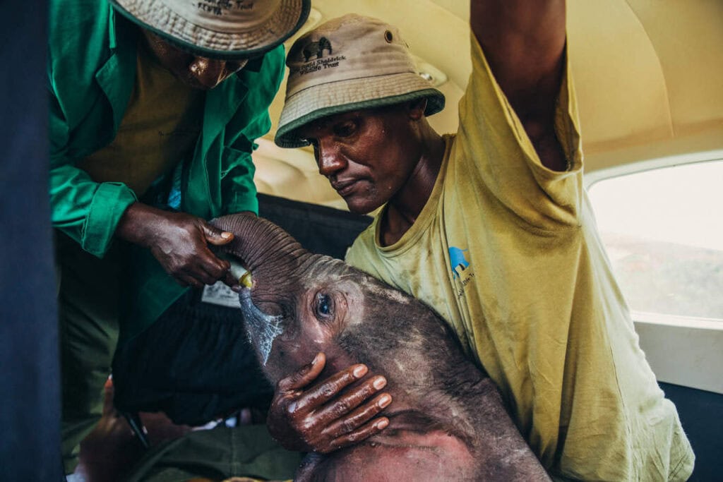 Helfer versorgt wildes afrikanisches Elefantenbaby, Naturschutz in Afrika.