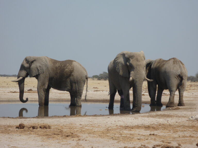 Elefanten beim Trinken im Wasser in der afrikanischen Savanne, perfekt für Safari- und Naturreisen.