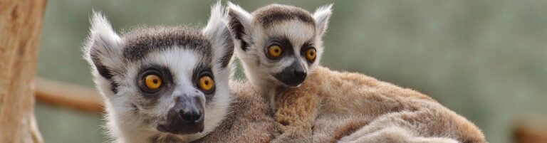 Tierischer Blick auf Lemuren in Afrika.