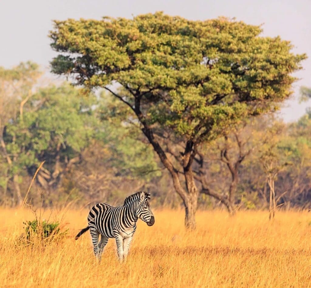 Alt-Text: Zebra in Afrika-Savanne mit Akazienbaum, Tierbeobachtung, Naturreise, Safari Afrika.