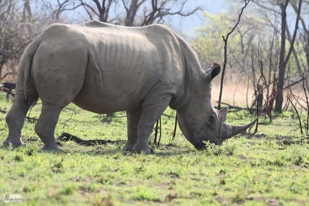 Elefant in freier Wildnis, Kenia, Safari.