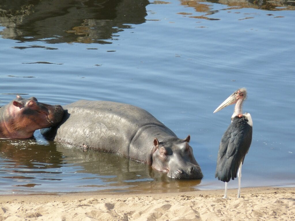 Alte Flusspferde im Wasser, verspielter Storch am Flussufer, exotische Tierbeobachtung in Afrika.