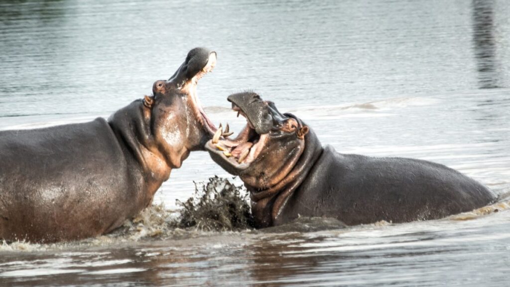 Zwei Nilpferde kämpfen im Fluss: Beliebtes Afrika Safari Tier, Naturerlebnis, Wasserleben.
