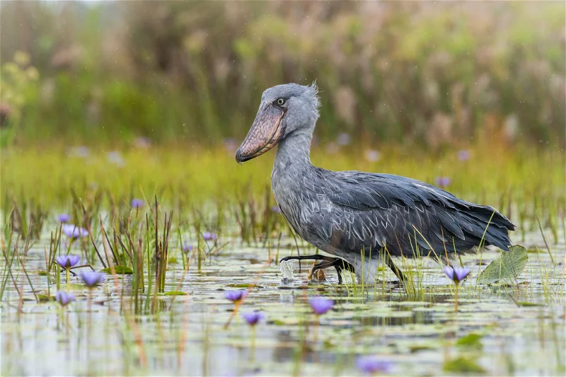 Uganda Schuschnabelstorch