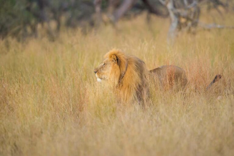 Löwen Simbabwe
