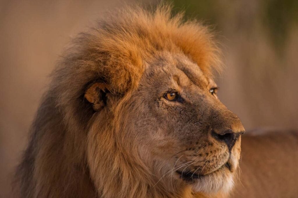 Löwe mit goldener Mähne in der afrikanischen Wildnis, ideales Afrika Safari Tierbild.