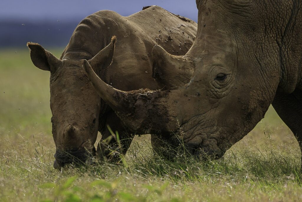 Nashörner in afrikanischer Steppe, Tierbeobachtung, Tierwelt in Afrika, Wildtiere sichern.