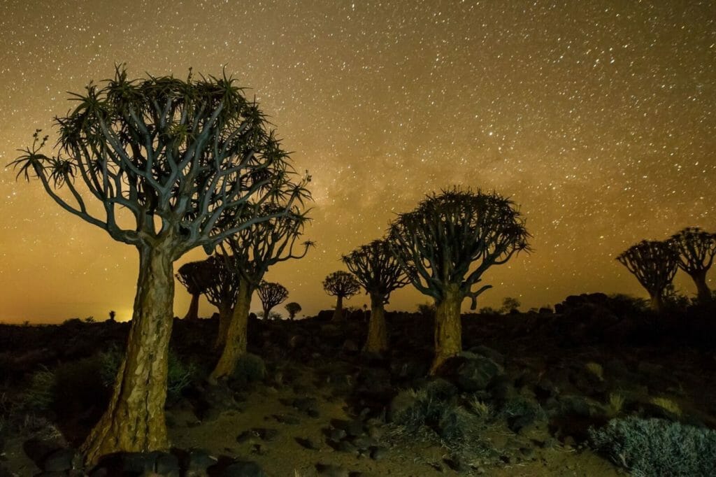 Illustration eines Baobab-Baums unter Sternenhimmel in Afrika.