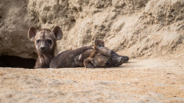 Süße Welpen im faszinierenden afrikanischen Nationalpark.