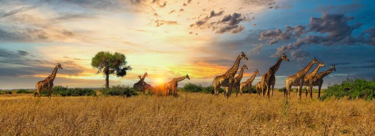 Giraffen und Elefanten bei Sonnenuntergang in der afrikanischen Steppe.