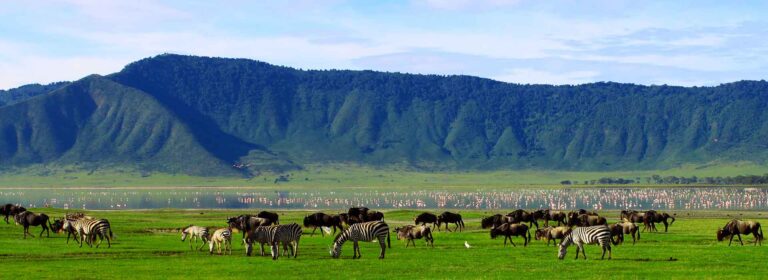 Grazige afrikanische Tierwelt mit Zebras und Gnus in der afrikanischen Savanne.