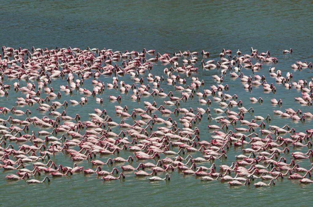 Wunderschöne Flamingoschwärme am Fluss in Afrika, exotische Tierwelt, Safari, Natur.