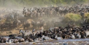Zebras, Gnus und Wasserbüffel am Fluss, Safari in Afrika, Tierbeobachtung.