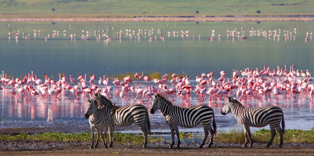 7 Tage Luxus Kleingruppensafari in Tansania