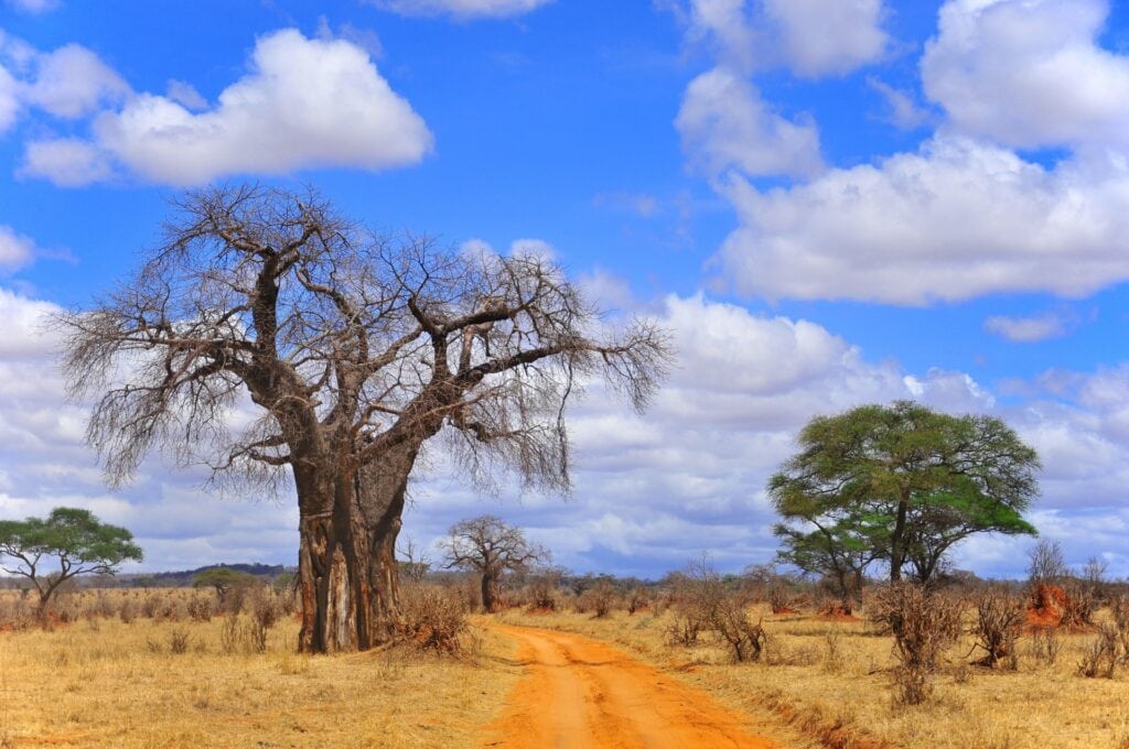 Alte Baobab auf einer afrikanischen Savanne mit Staubstraße, typisch für Safari-Abenteuer in Afrika.