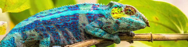 Buntes Dschungel-Chamäleon in Afrika, exotische Tierwelt, afrikanische Tierbeobachtung.