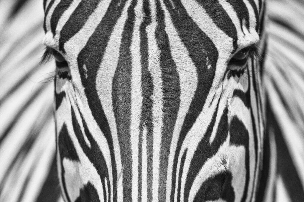 Nahaufnahme eines Zebras mit charakteristischem Schwarz-Weiß-Muster.