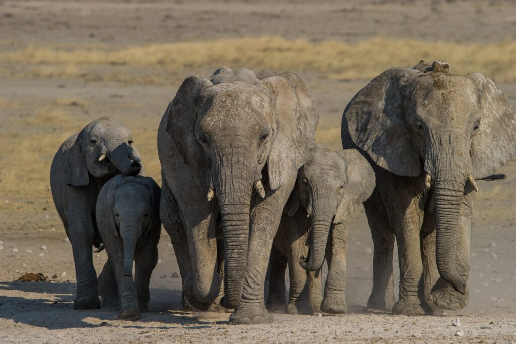 Safari in Afrika, Elefantenherde in der Wüste, Tierfotografie.